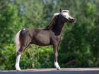 Породистая Американская миниатюрная лошадь не пони объявление продам