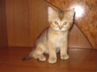 Шотландский плюшевый котик,золотого окраса объявление продам