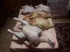 Продам мясо птицы домашнее: индейка, утка, куры объявление продам