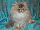 Персидская кошка экстремальная объявление продам