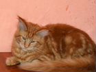 Мейн кун, крупная кошечка Бонита и др. котята объявление продам