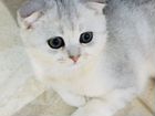 Котята серебристой шиншиллы объявление продам