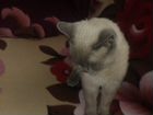 Кошка порода сиямский объявление продам