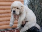 Собака щенки тибетского мастифа объявление продам