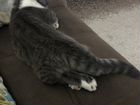 Вязка манчкин кот объявление продам