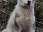 Аляскинский маламут щенок объявление продам