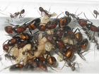 Муравьи, муравьиная колония Messor Structor муравь объявление продам
