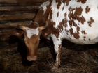 Корова Аширской породы объявление продам