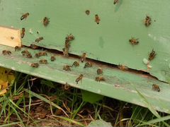 Пчёлосемьи и пчёлопакеты Карпатской породы