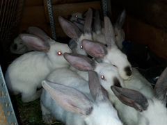 Кролики колифорнийцы