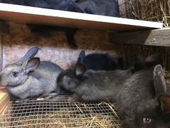 Кролики и мясо кроликов