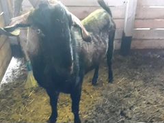 Продам коз не дойных разных пород и возро