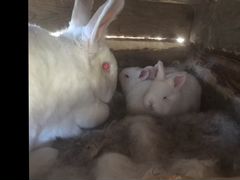 Кролик новозеландский белый