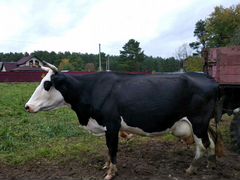 Корова 4 года, дойная