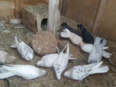 Бакинские голуби