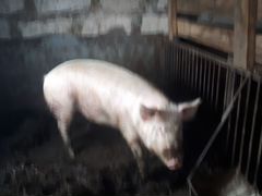 Продам свинью на мясо
