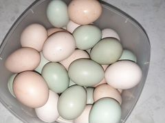 Инкубационное яицо и столовое