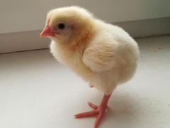 Яйцо инкубационное и цыплята кобб 500