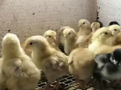 Цыплята породные