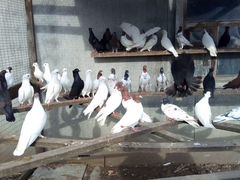 Продам бойных голубей (бакинцы,иранцы)