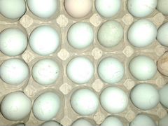 Амераукана синь синь дянь инкубационное яйцо