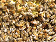 Пчелопакеты, неплодные матки пчел Бакфаст
