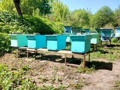 Продаю пчелиные семьи