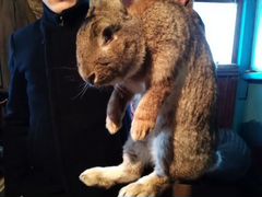 Фландер кролик