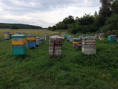 Пчелопакеты, пчелосемьи отводки продам