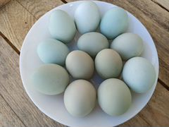 Инкубационное яйцо Легбар,Амераукана