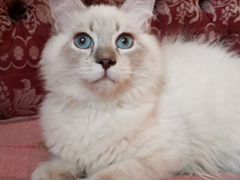 Котик сибирский невский маскарадный
