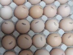 Инкубационные яйца бройлера