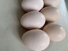 Продаются инкубационные яйца 15 штук