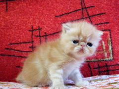 Котёнок Экзотической породы Рыжее солнышко