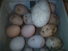 Яйца на инкубоцию