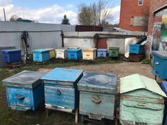 Продаю семьи пчёл