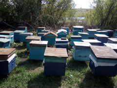 Пасека, дом и пчёлы