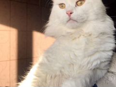 Белоснежный кот Максимилиан ждет свою семью