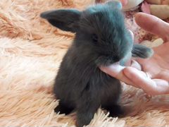 Продажа карликовые декоративные крольчата