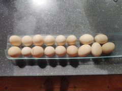 Инкубационные яйца Благоварской утки