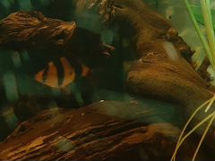Аквариумная рыбка Барбус