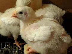 Цыплята росс308 недельные бройлерные
