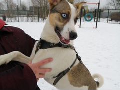 Собака Шелли с разными глазами