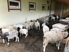 Продажа овец и ярок породы Дорпер на племя и мясо