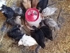 Цыплята от домашних кур