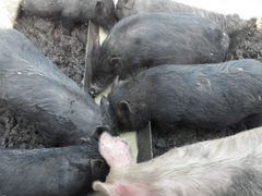 Вислобрюхие поросные свиньи, мясосальные