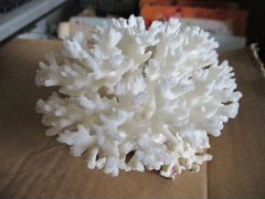Коралл натуральный