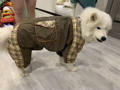 Одежда для собак