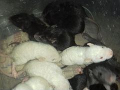 Очаровательные крысята дамбо