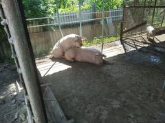 Свиньи живым весом продам
